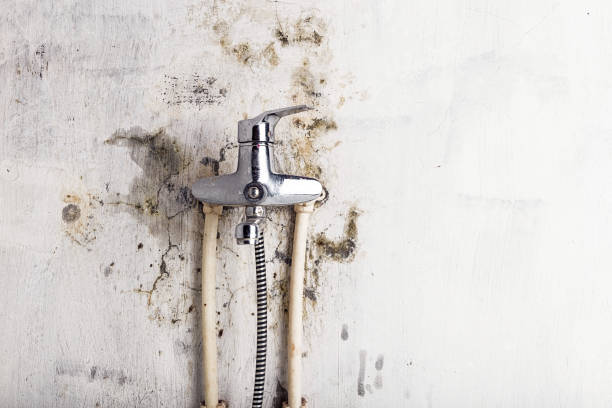 Best Emergency Mold Removal  in Ponca City, OK