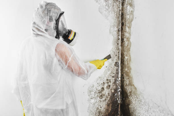 Best Mold Removal and Inspection  in Ponca City, OK