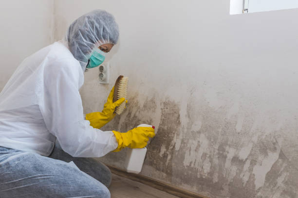 Mold Testing and Removal in Ponca City, OK