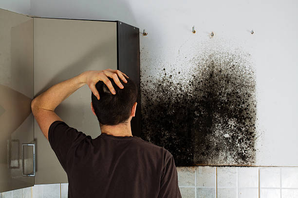 Best Black Mold Removal  in Ponca City, OK